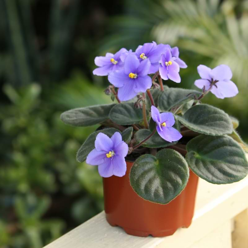 sweet violet bottom watering pot