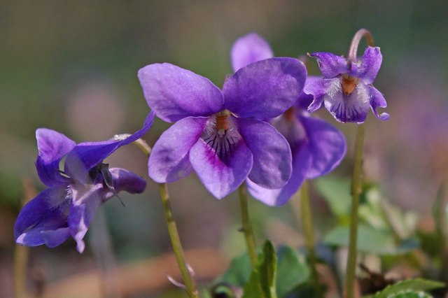 花语的诞生：香堇菜为何象征谦逊与思念？从维多利亚花语到文学典故