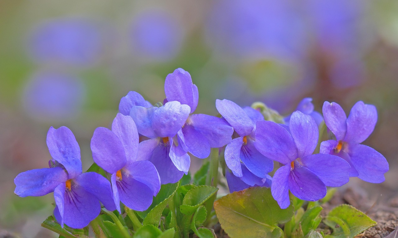 sweet violet flower leaf close-up