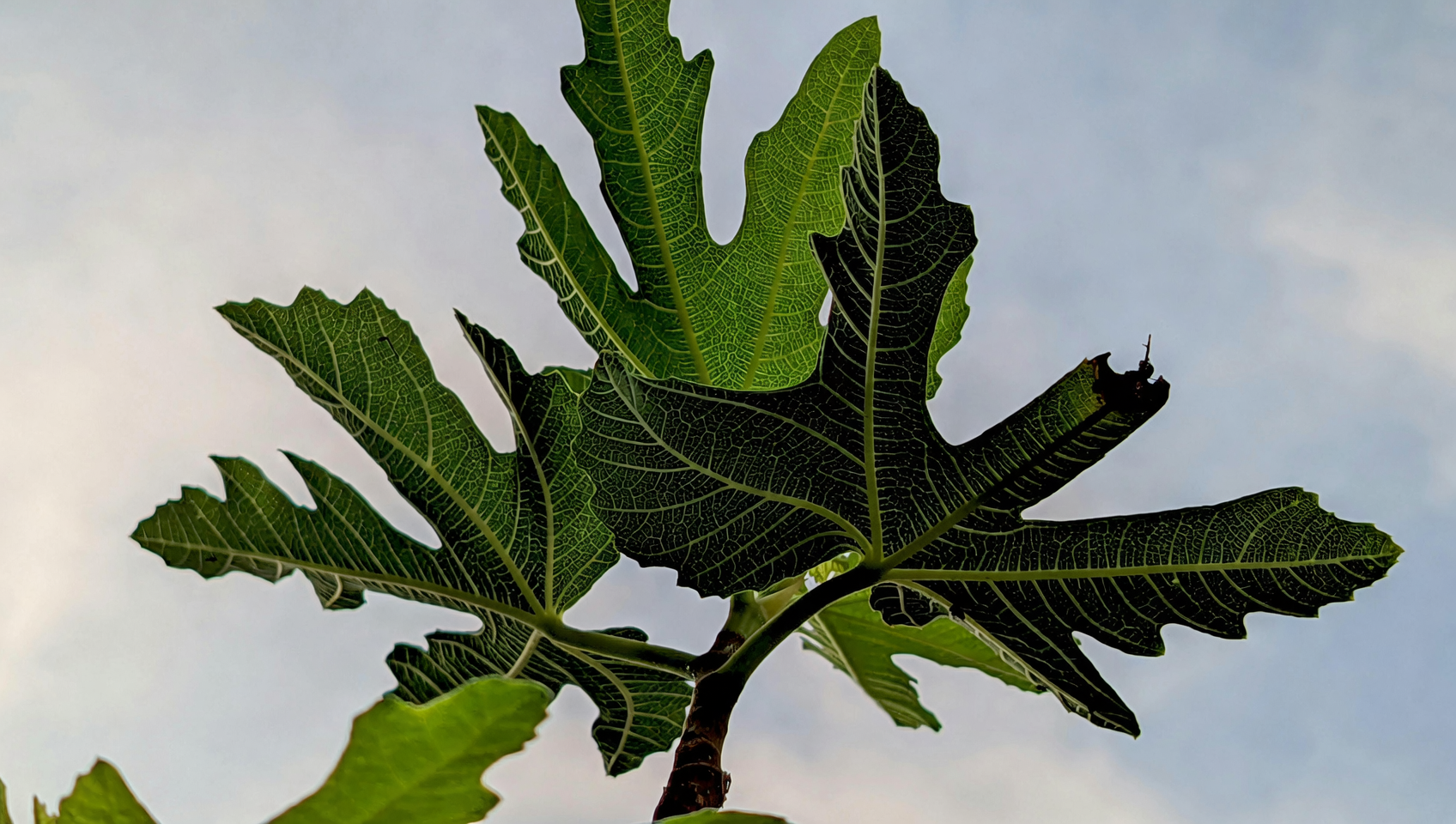 fig tree against south-facing wall