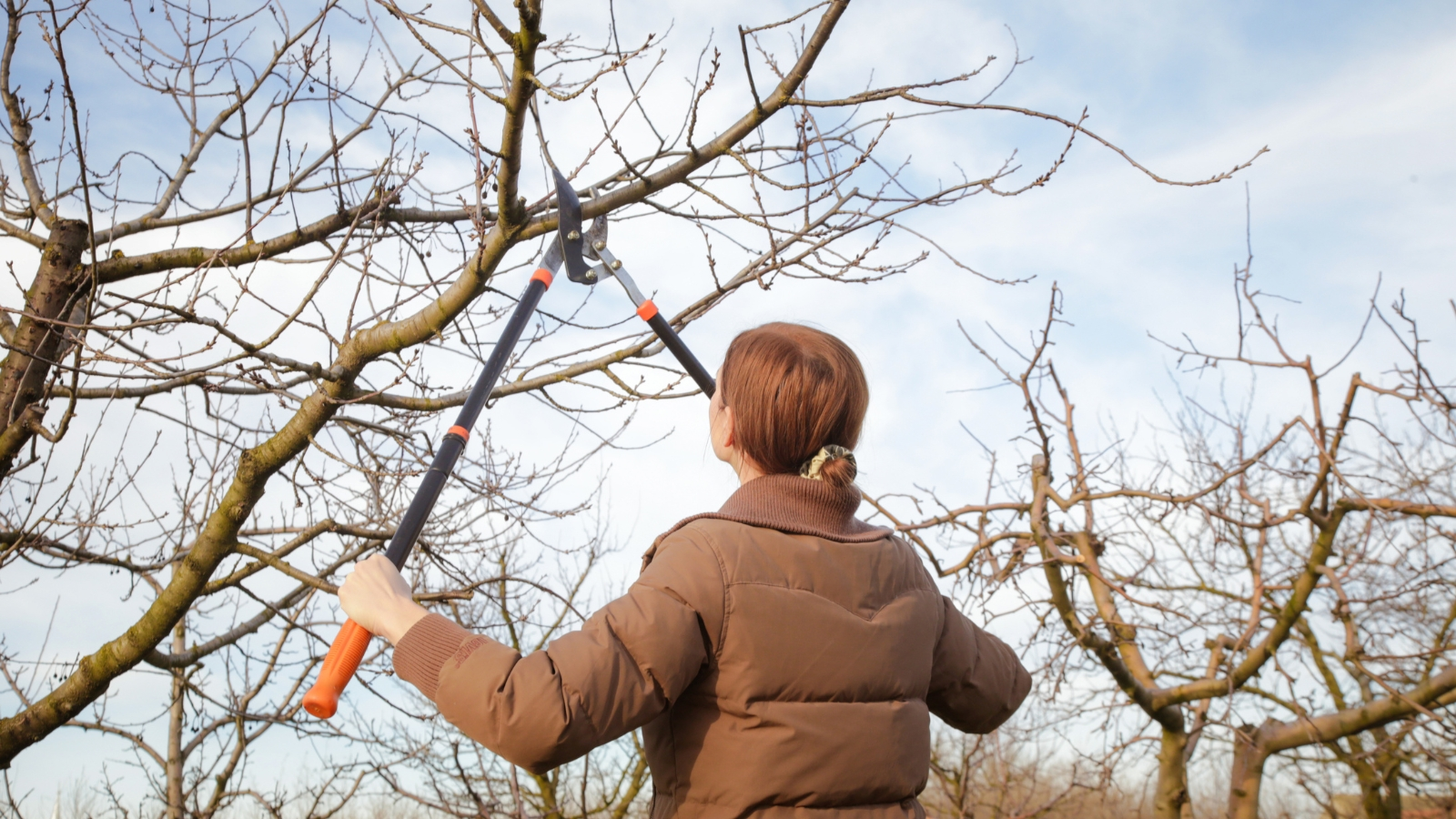 pruning fig tree winter gloves