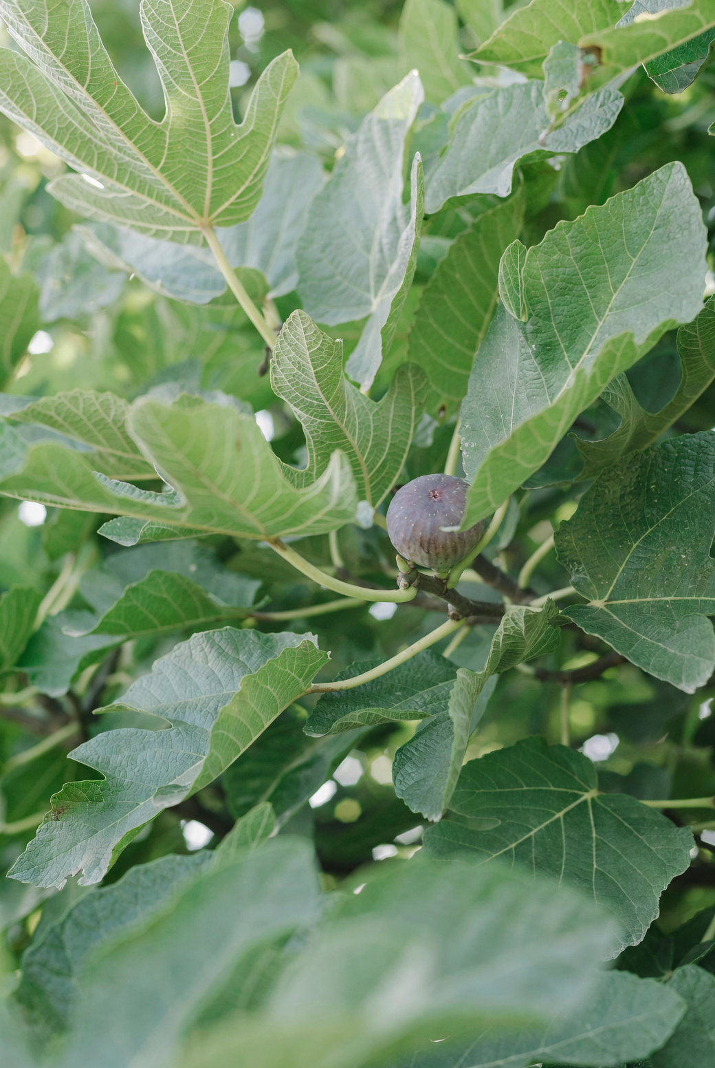 hand picking ripe fig tree fruit