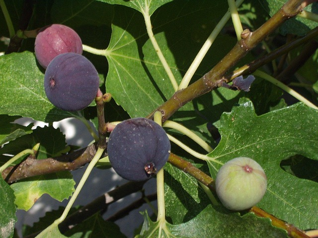Rust Spots, Split Fruit, and Tiny Invaders: A Common Fig Troubleshooting Clinic