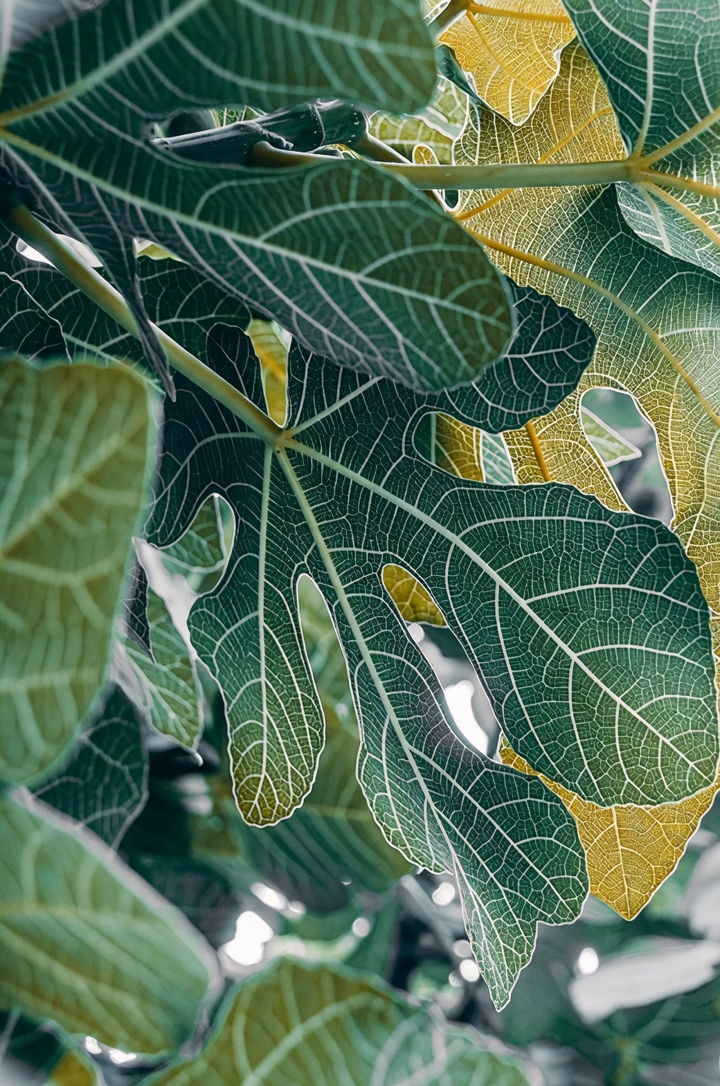 fig leaf rust underside spores