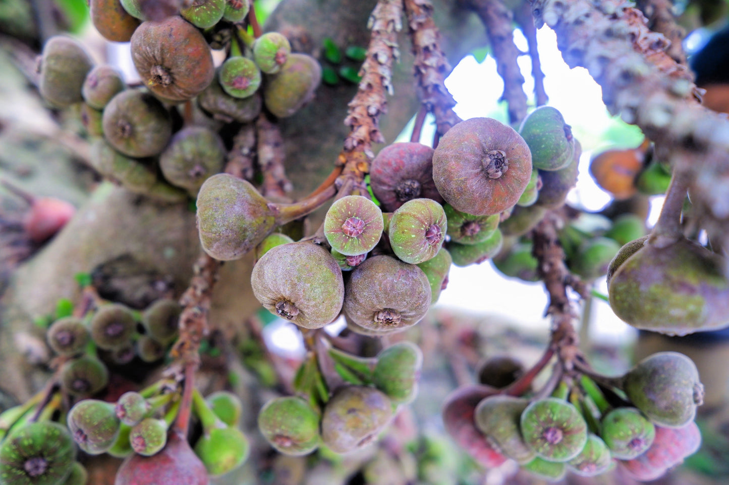 fig fruit anthracnose pink ooze