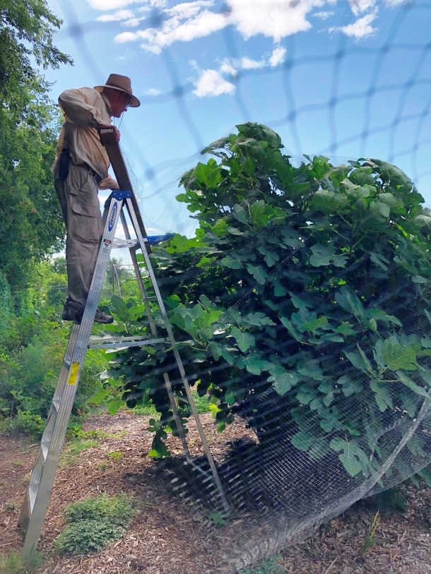 fig tree bird netting canopy