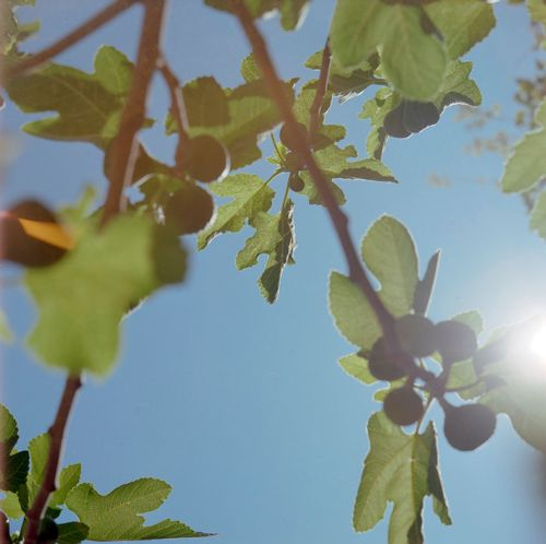 The Inside‑Out Flower that Fed Empires: How Ficus carica Conquered the Mediterranean