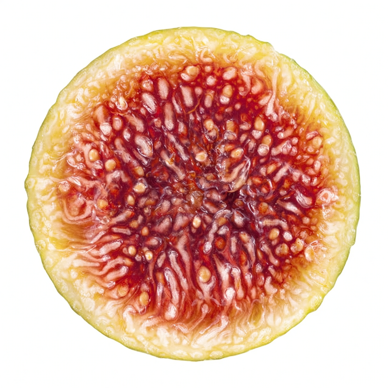 fig syconium cross section macro