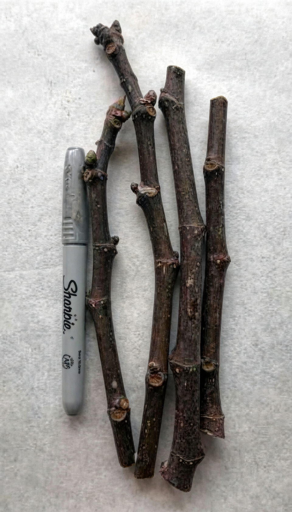 fig cuttings bundle on ship
