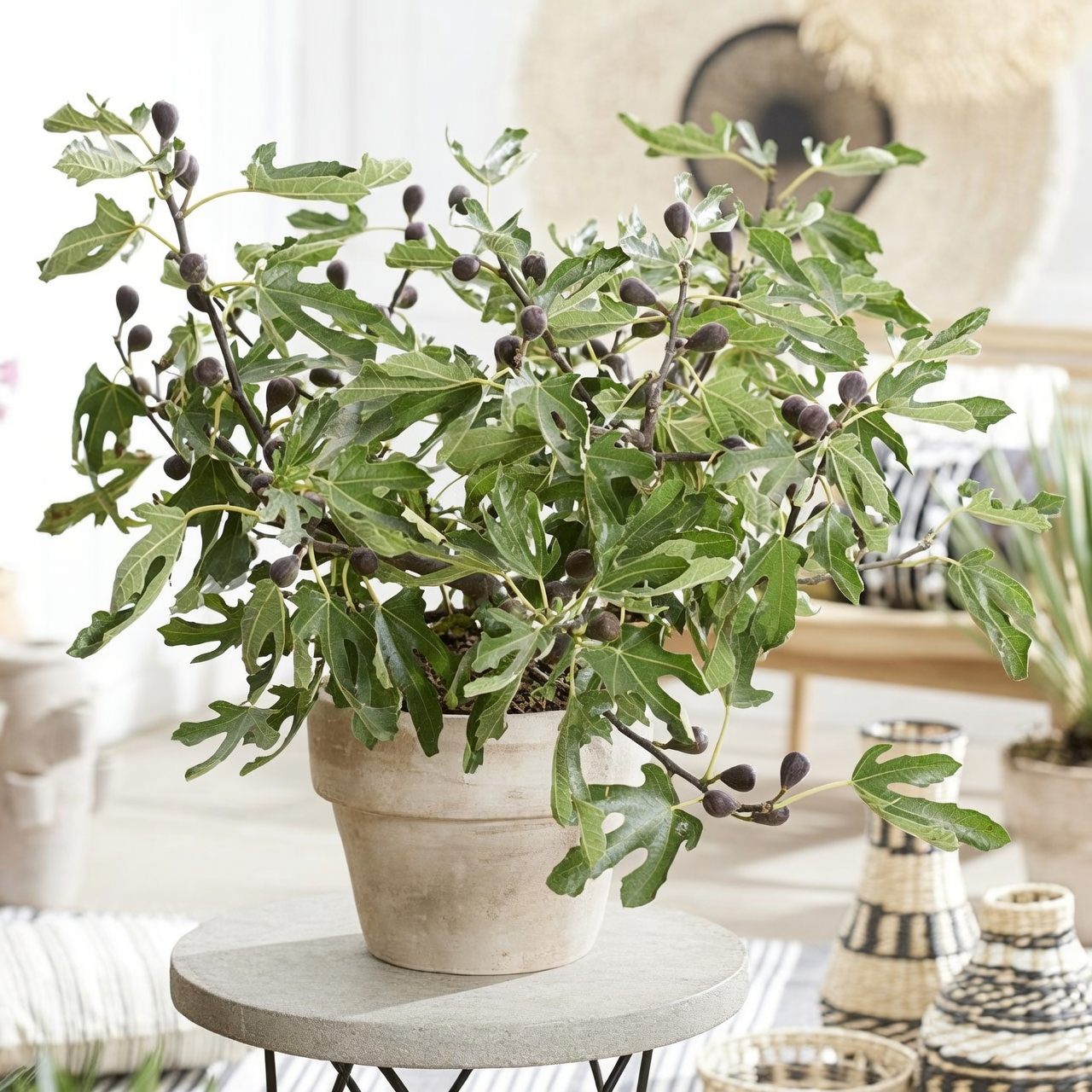fig tree in container patio