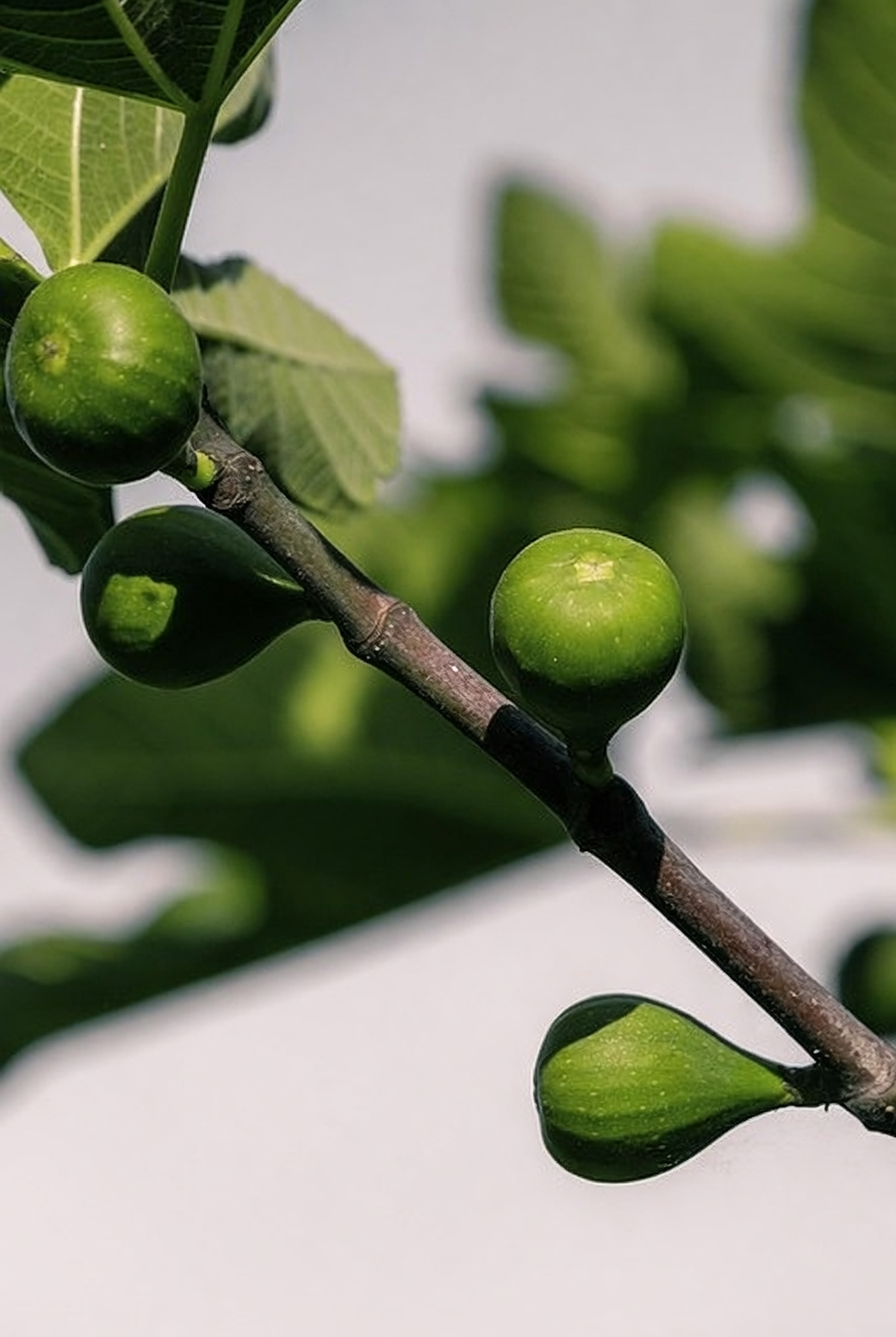 Are Figs Really Fruit? Syconium Secrets, Breba Mysteries, and Wasp Myths—Explained!