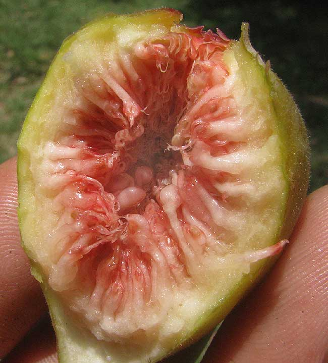 fig fruit cross section interior