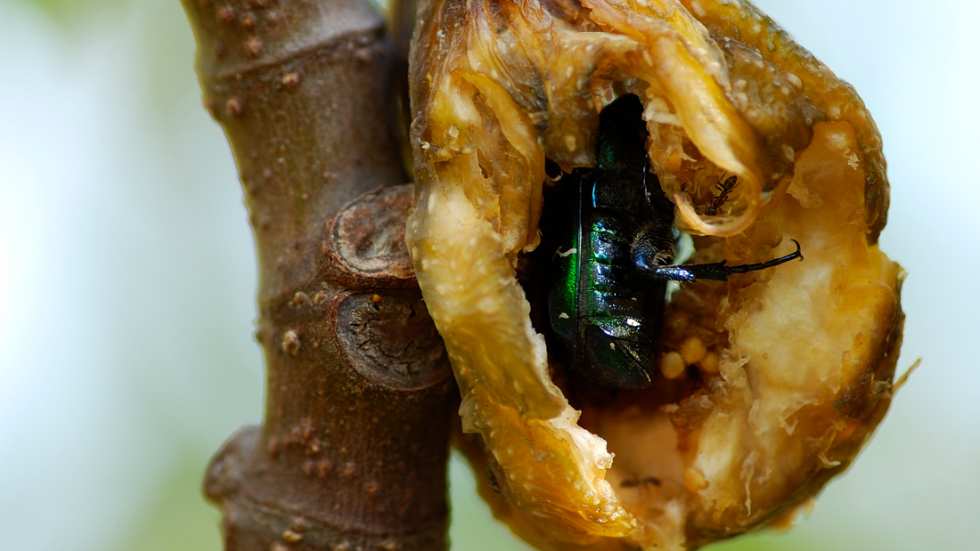 fig wasp pollination inside syconium
