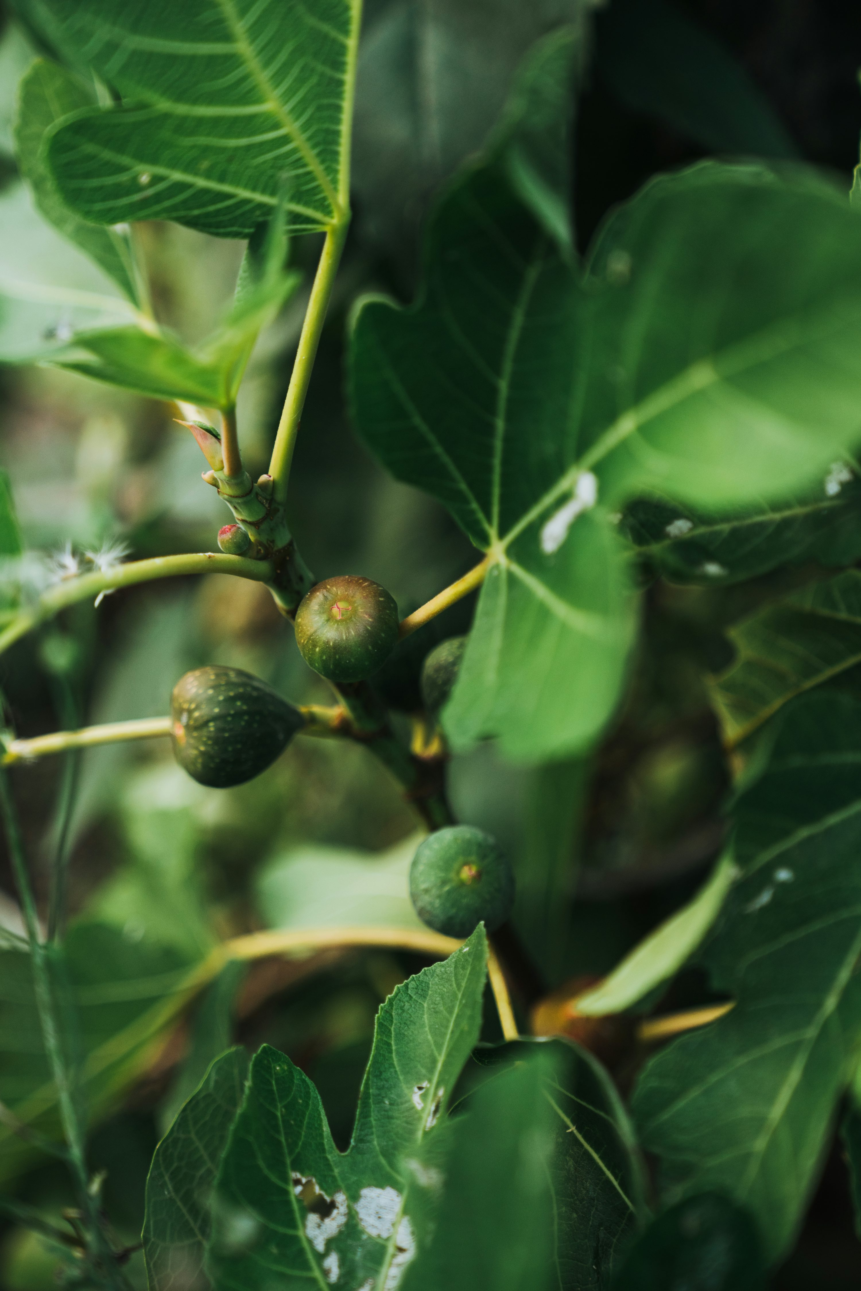 fig breba and main crop