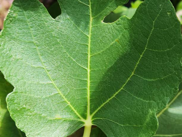 fig leaf close-up hand-shaped