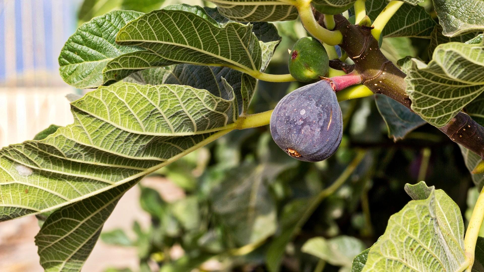 Clone a Fig in a Weekend: Foolproof Hardwood Cuttings and Air‑Layering for Beginners