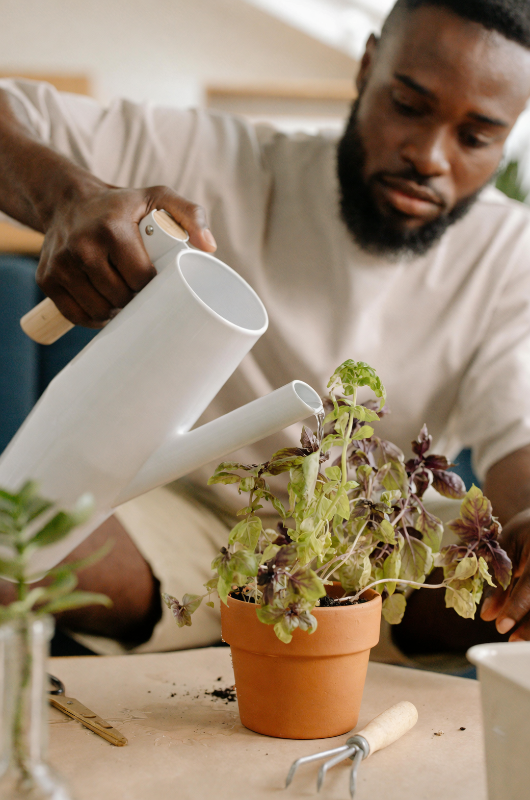 fig cuttings humidity dome watering