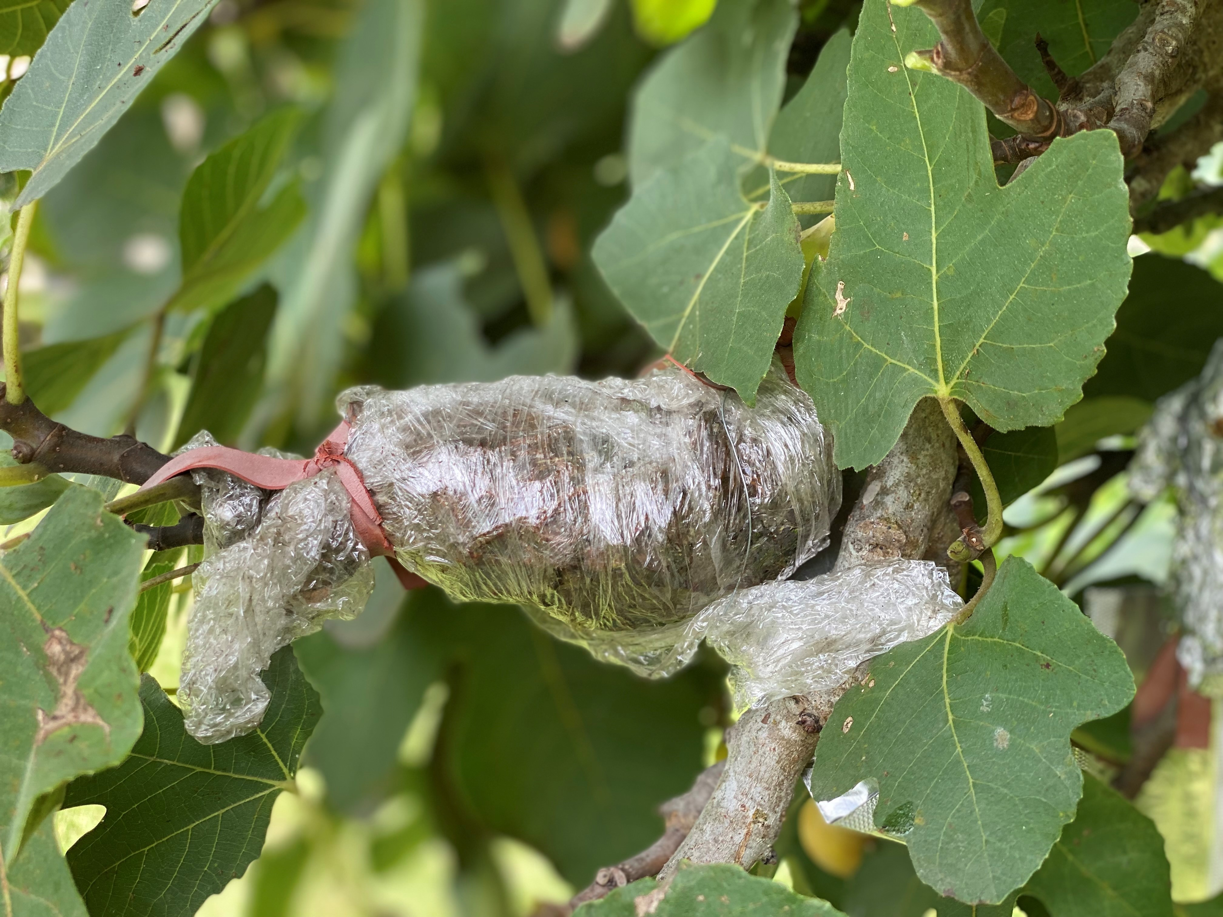 fig air layering moss wrap
