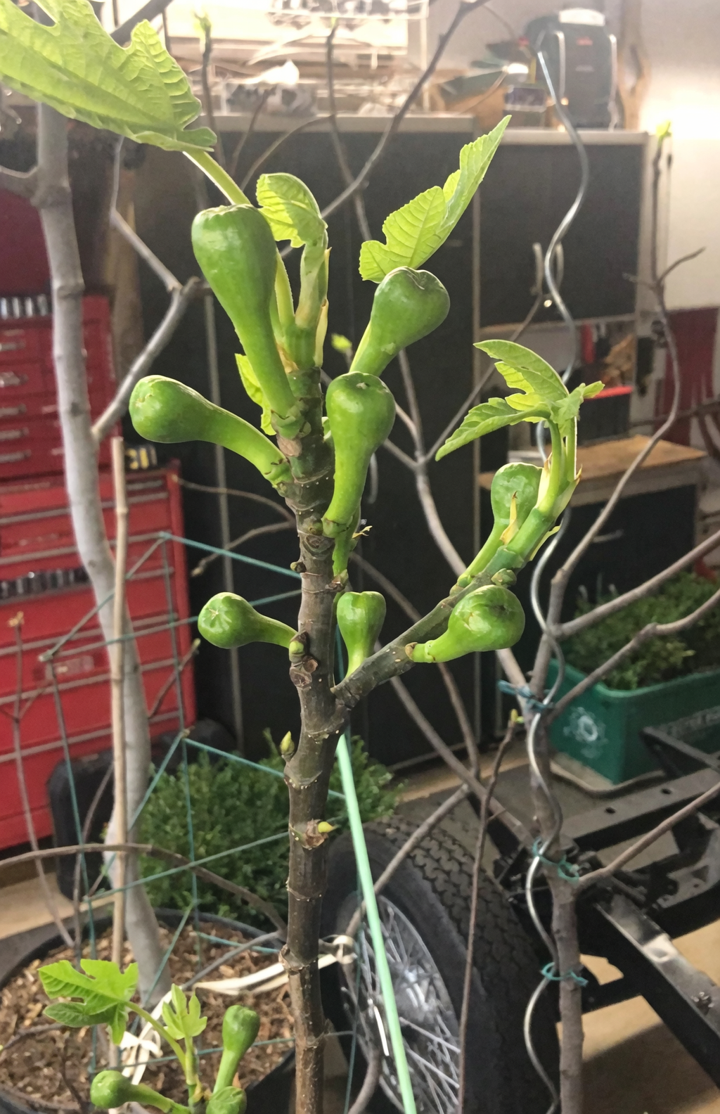 young potted fig first fruit