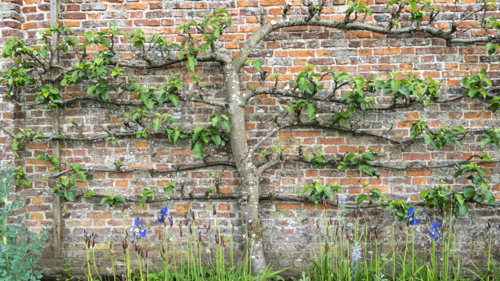 Chicago Hardy fig espalier brick wall