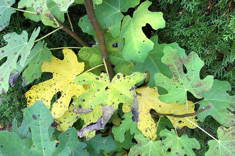 Chicago Hardy fig winter leaf cage