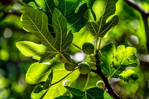 fig leaves and fruit close-up