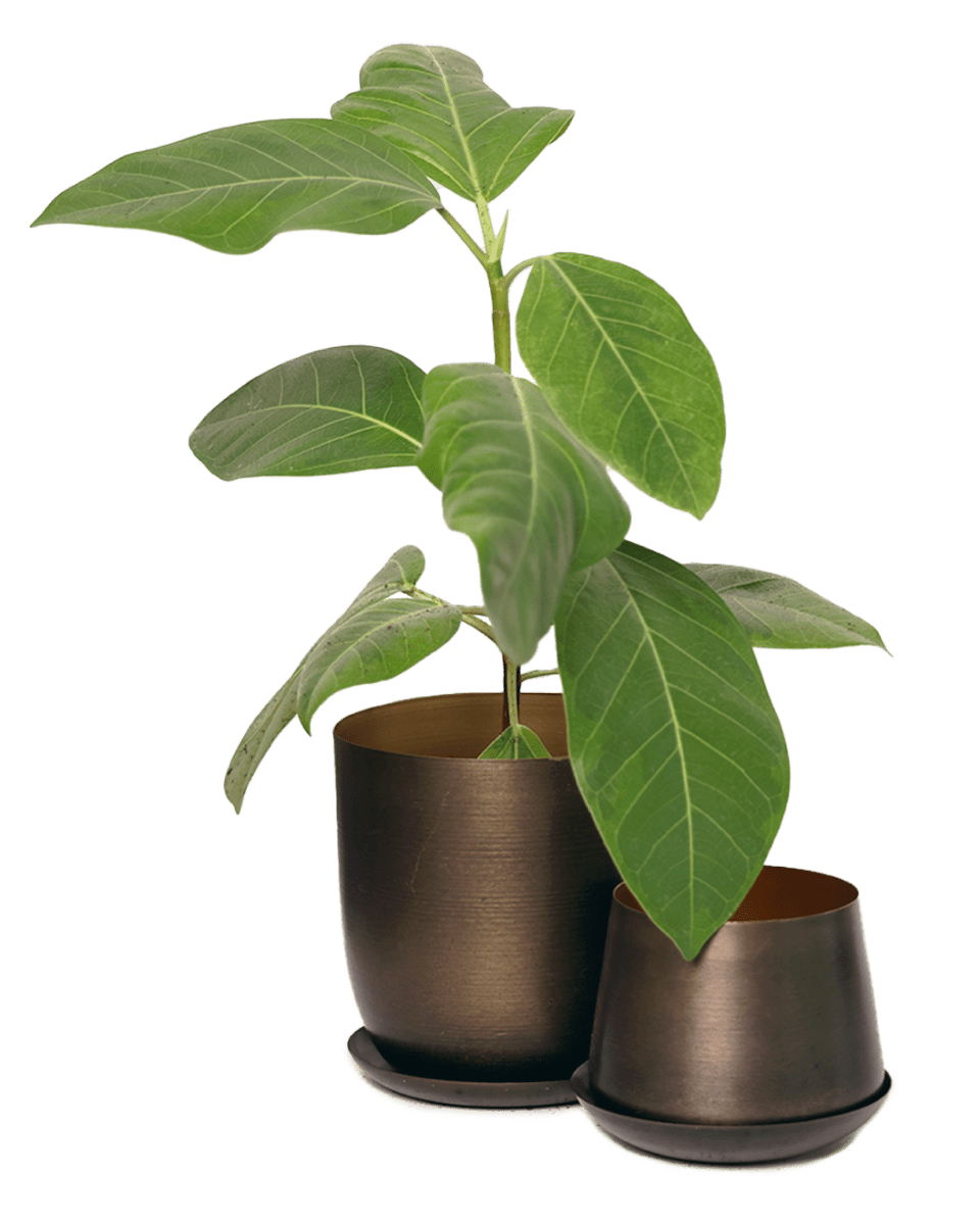 fig pot with drainage holes