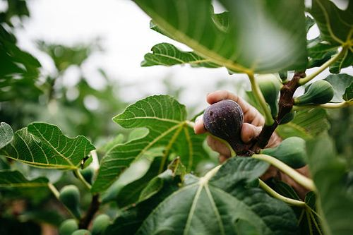 hand picking ripe fig