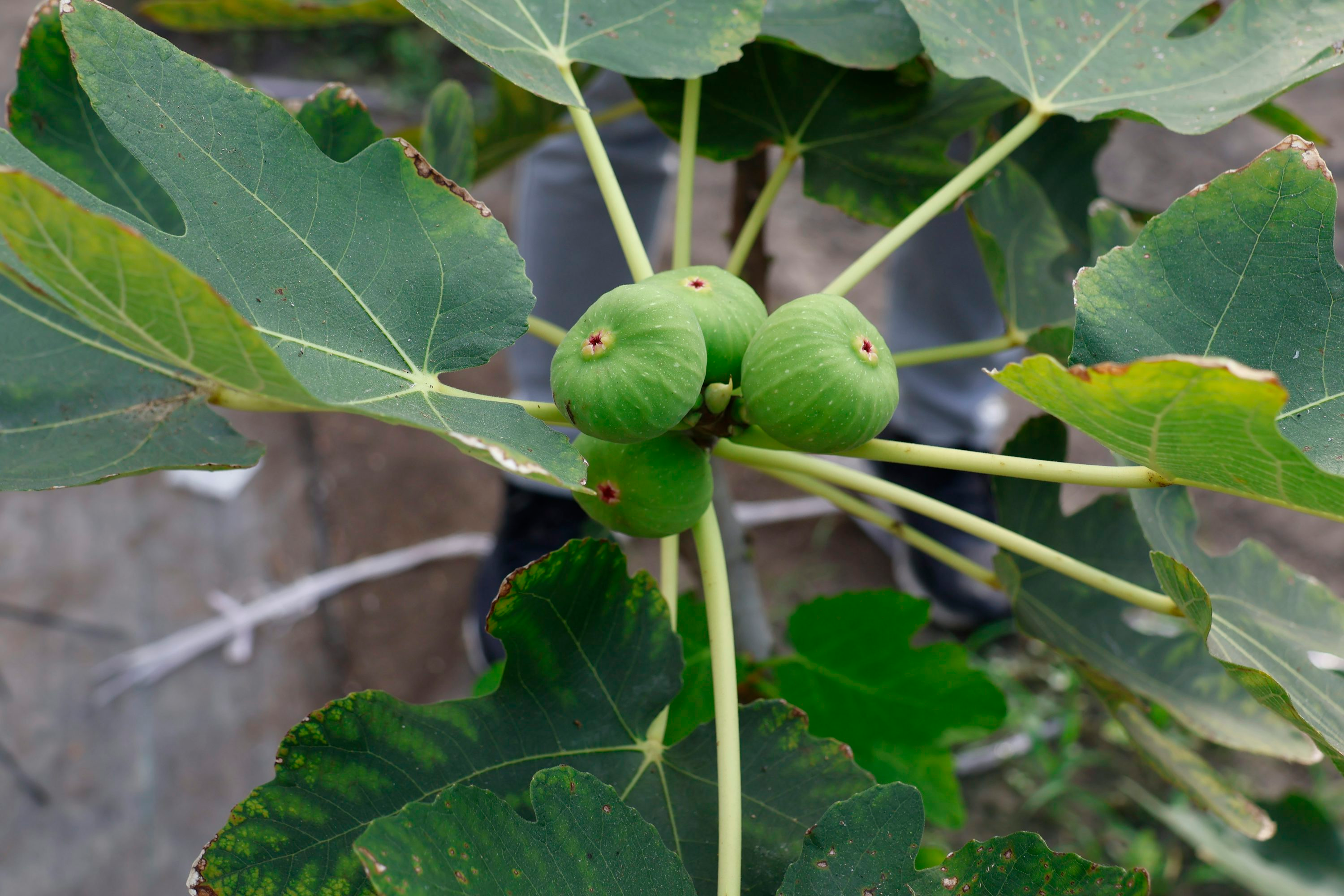 fig caprification hanging caprifigs