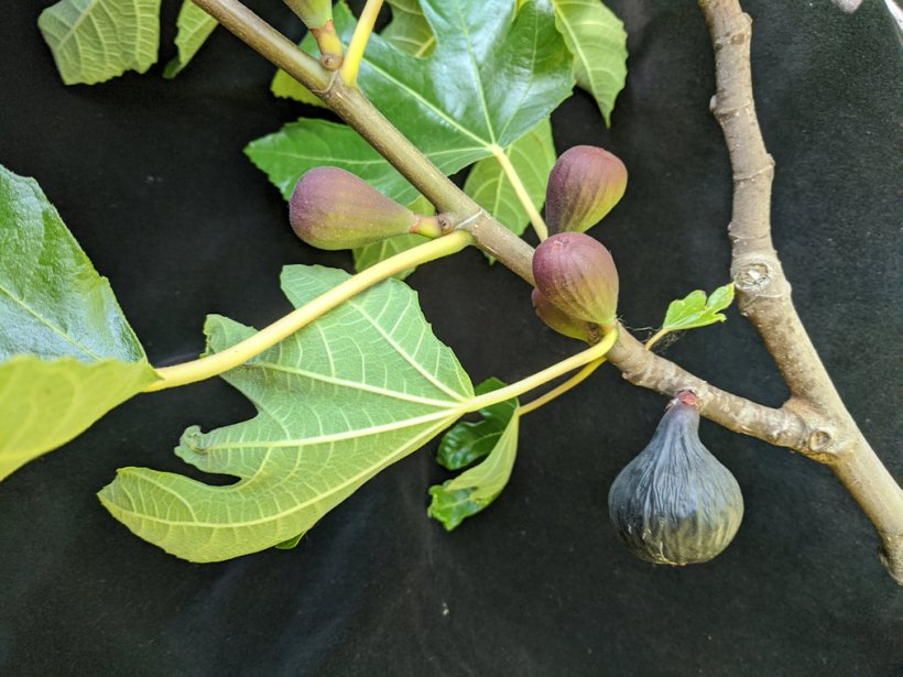 fig breba and main crop branch