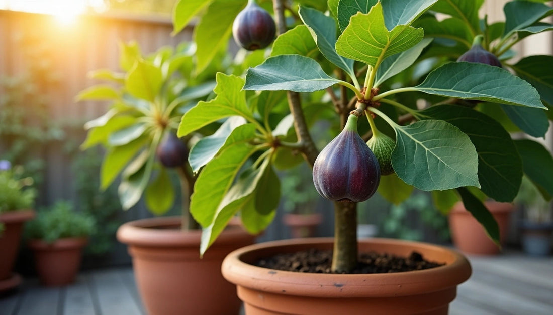 fig tree in container patio