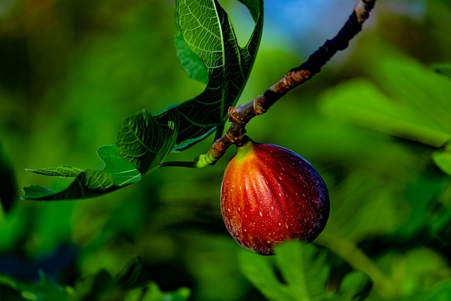 Shape = Sugar: Pruning Ficus carica for Sun‑Kissed, Split‑Free Fruit