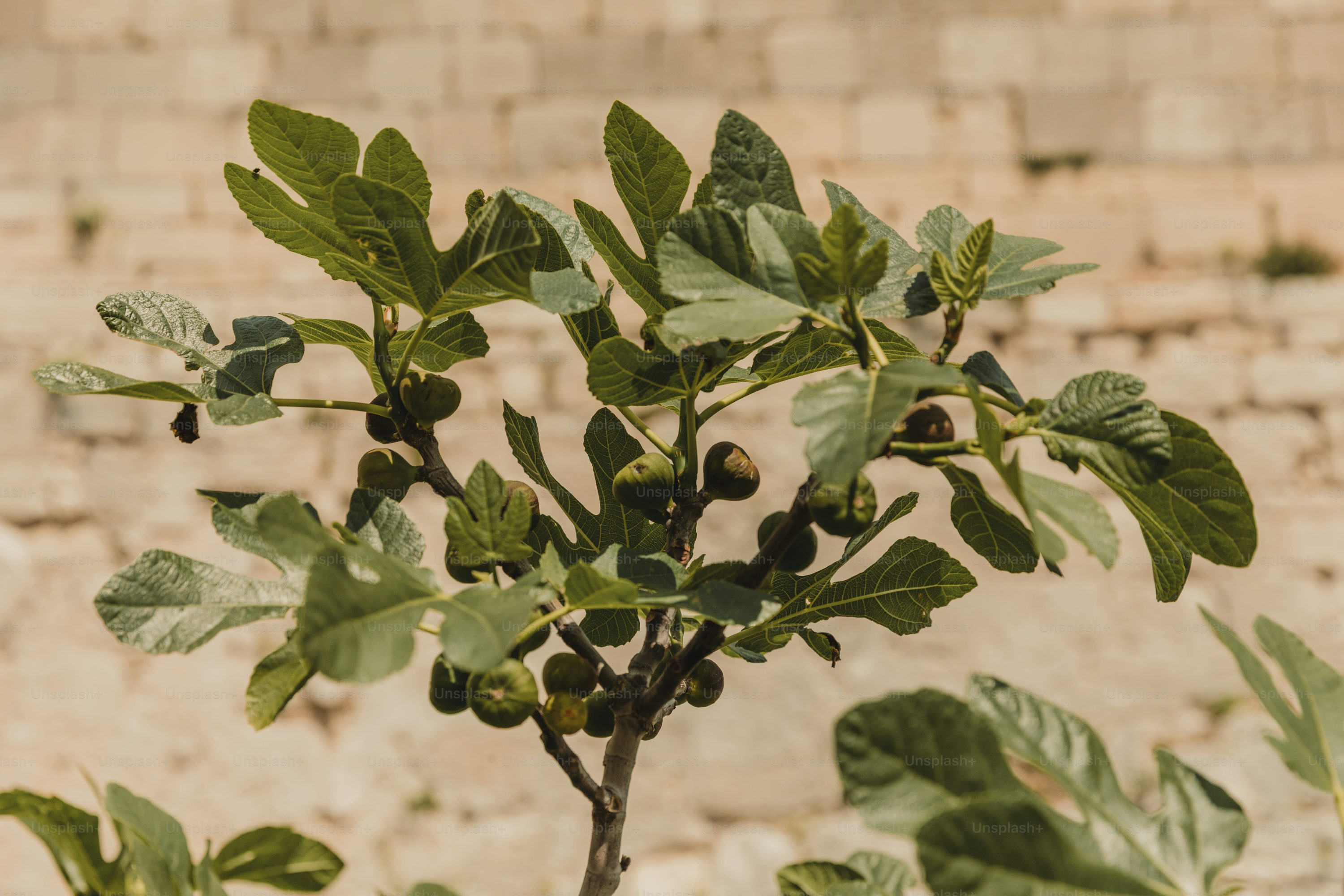 fig tree multi leader bush