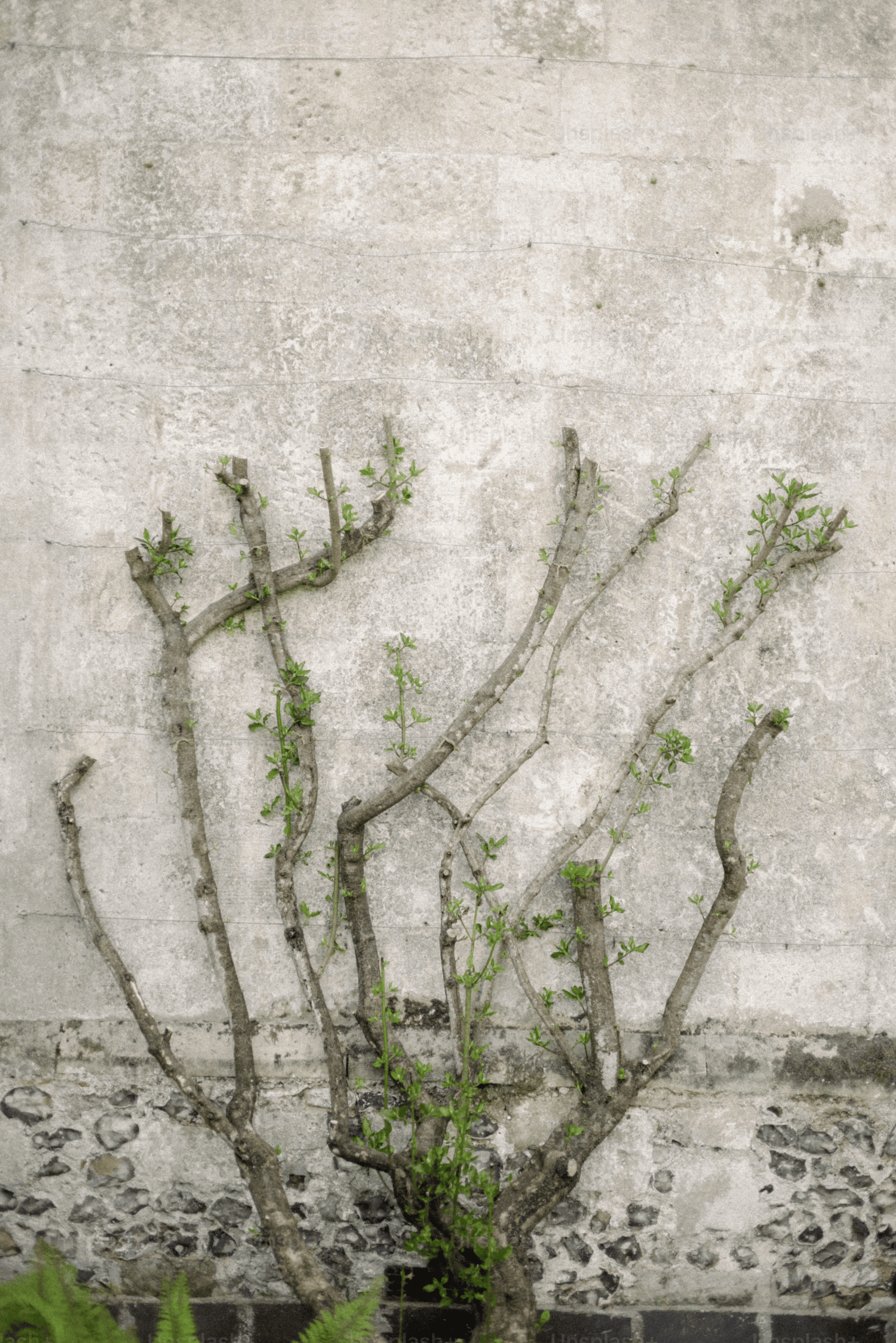 fig tree fan trained wall