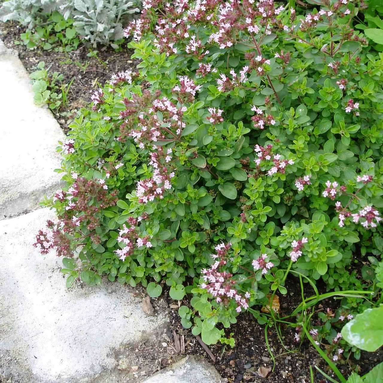 fig tree oregano groundcover