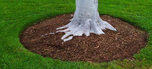 fig tree mulch ring wood chips