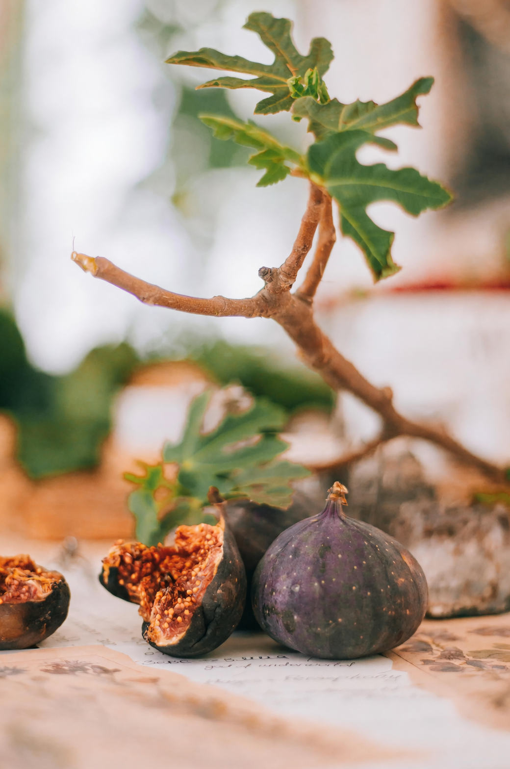 potted fig tree with thyme