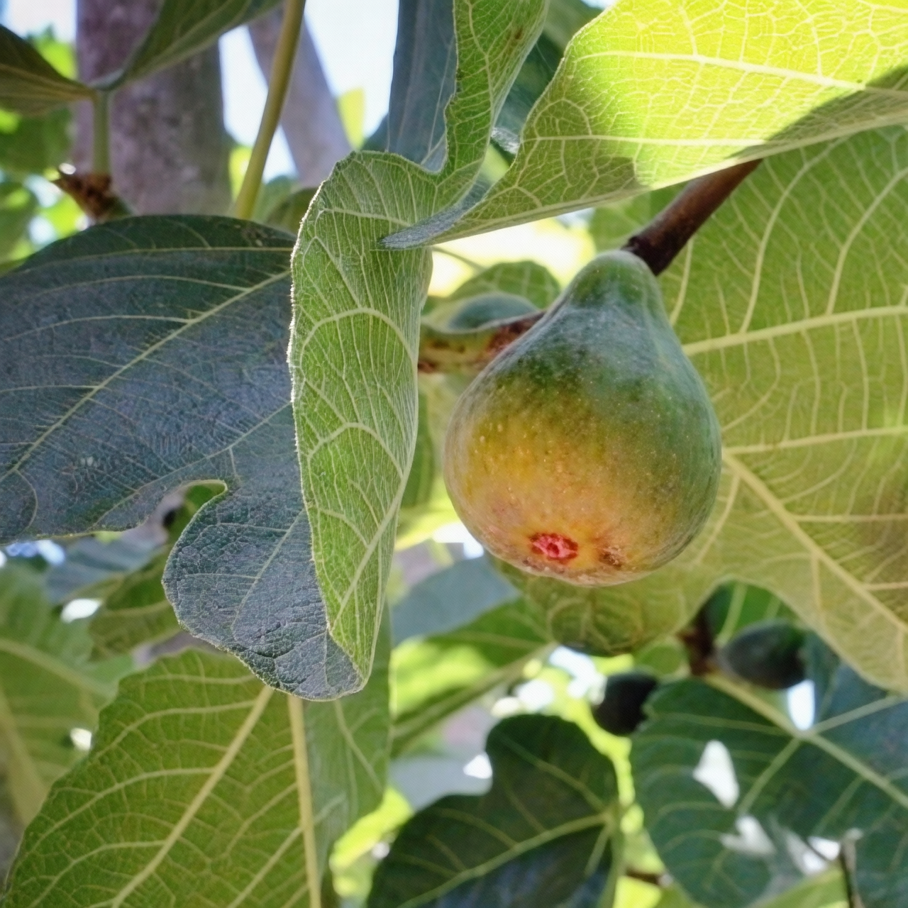 From Tree to Table: Picking Perfectly Ripe Figs + Fresh vs. Dried Nutrition Smackdown