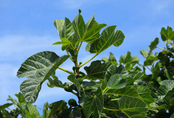 Ficus carica tree leaves close-up