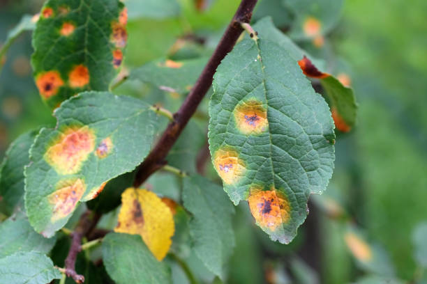 fig leaf rust underside close-up