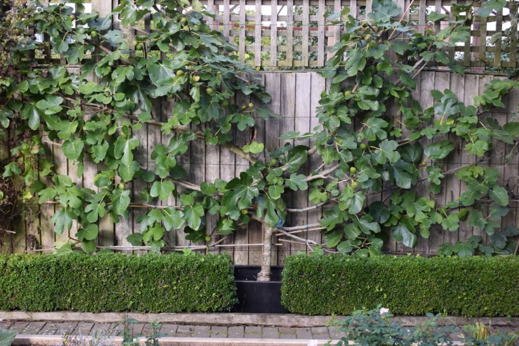 fig fan training on trellis