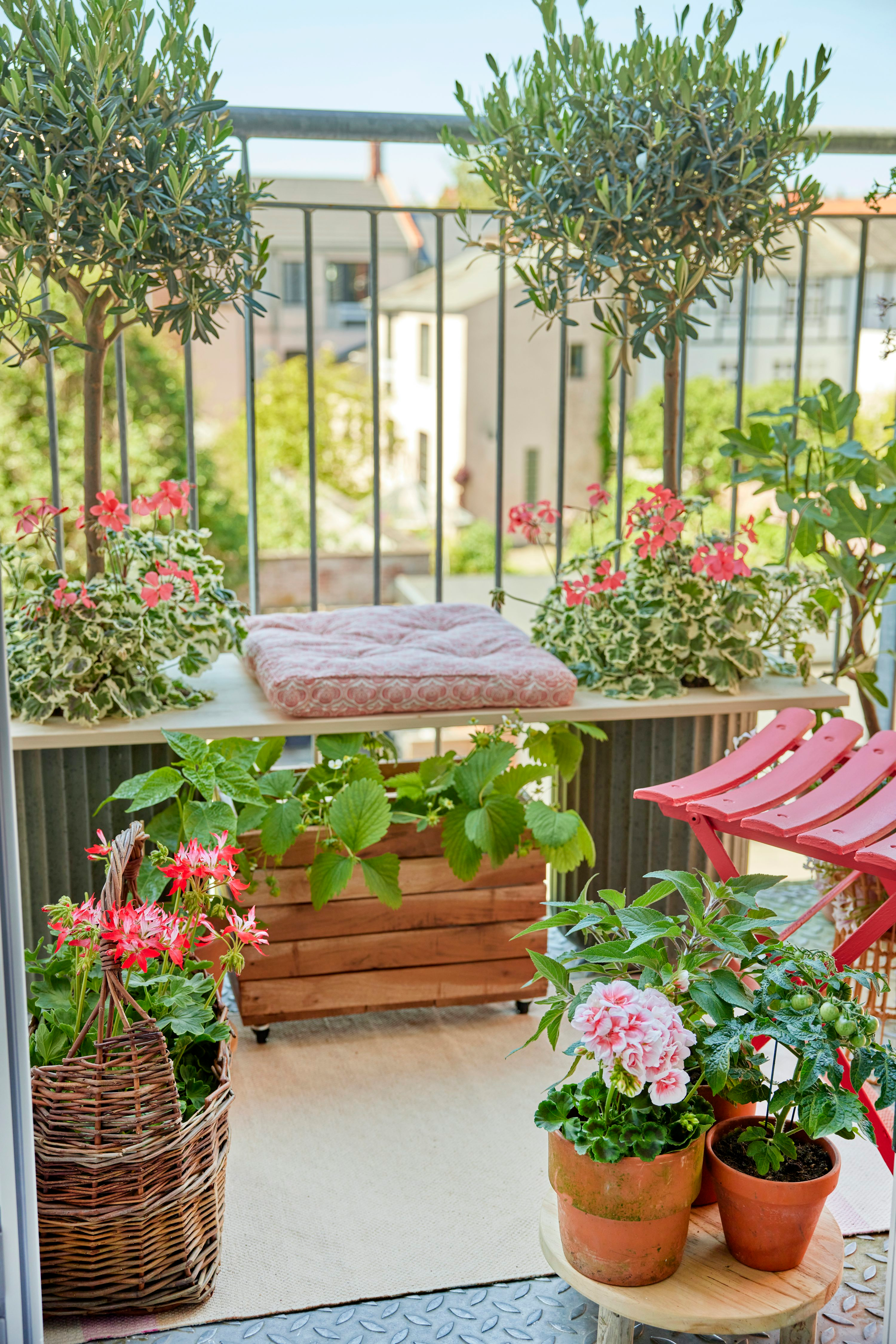potted fig balcony trellis