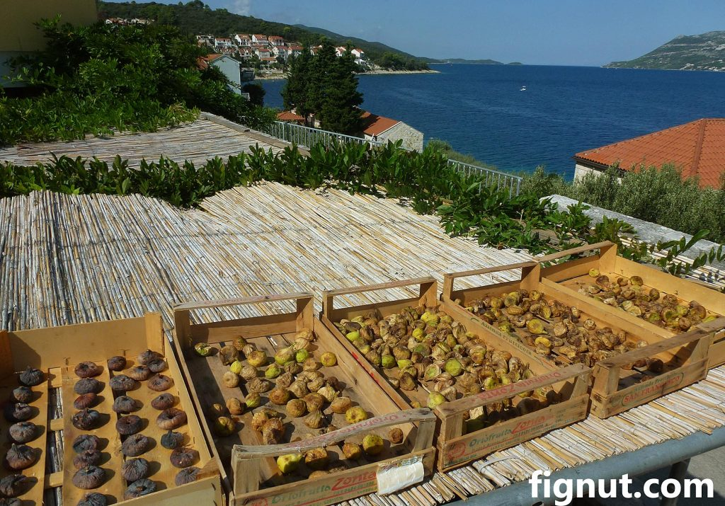 figs sun drying on mesh trays