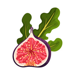 fig fruit cross section seeds