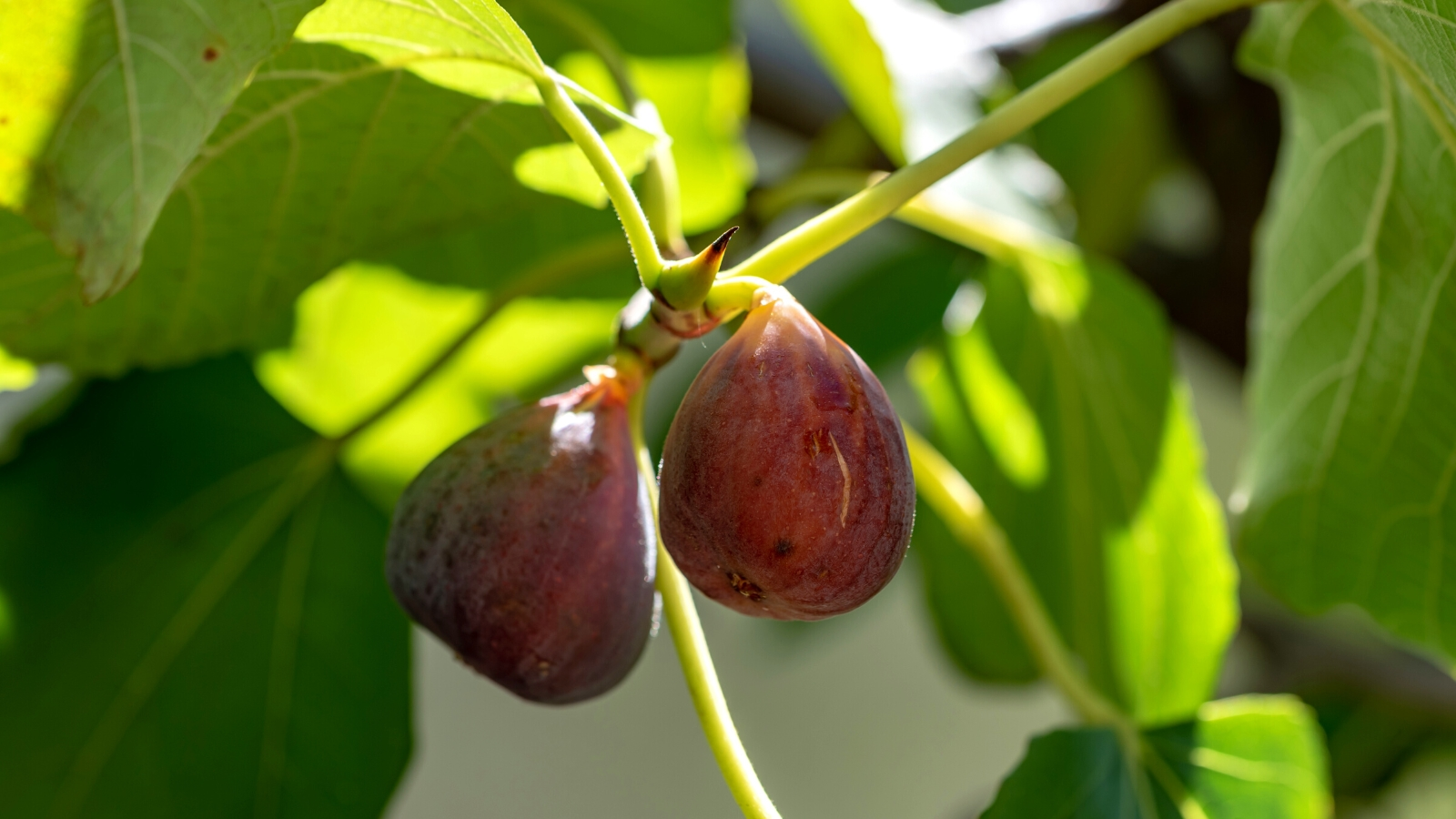 Brown Turkey fig ripe on tree