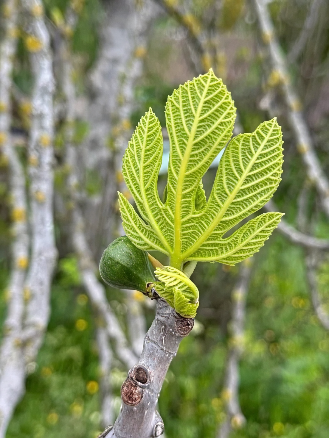 green skin fig ripe close-up