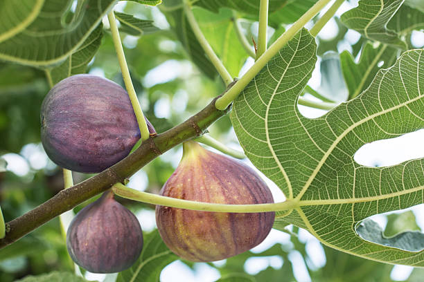 fig leaf and fruit close-up