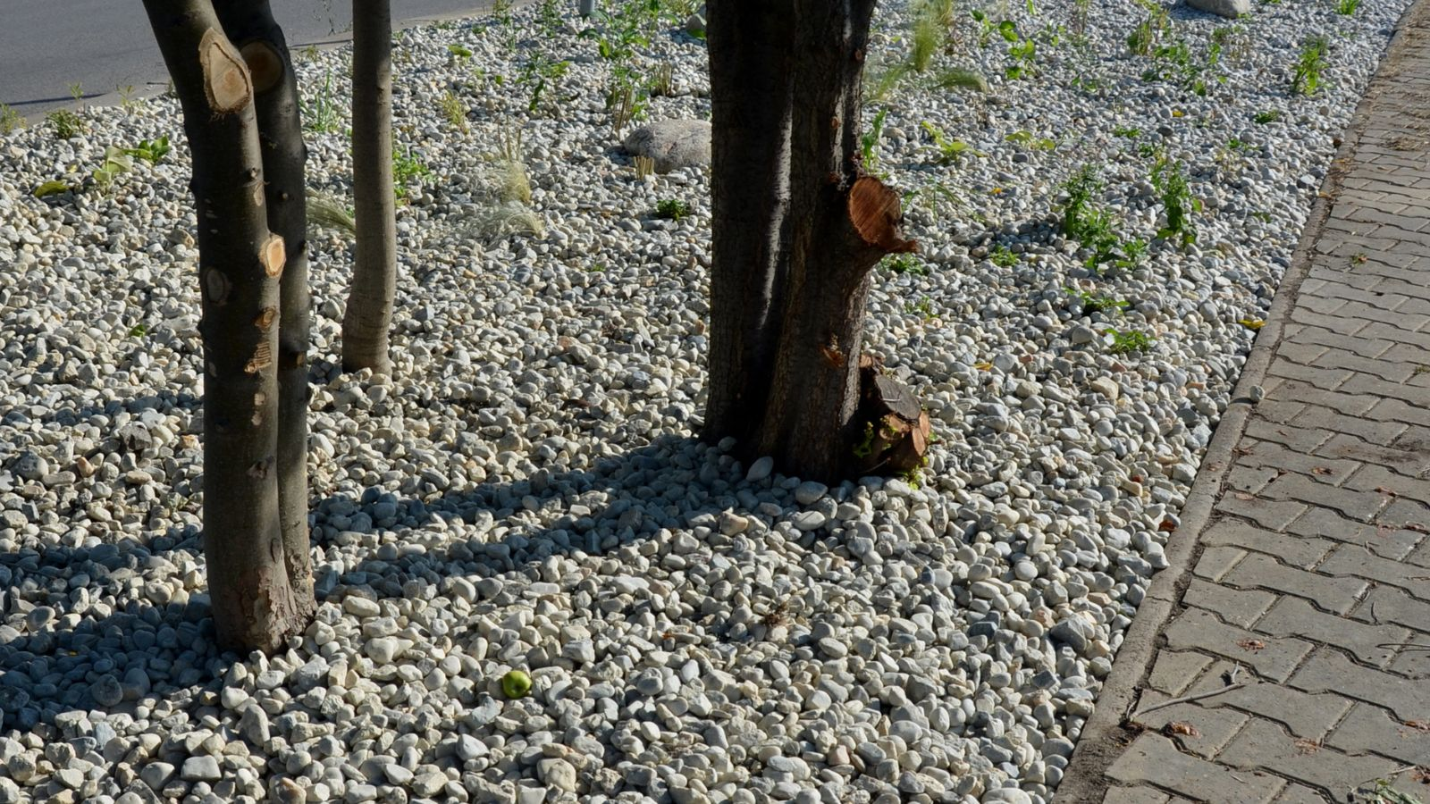 fig tree raised bed gravel mulch