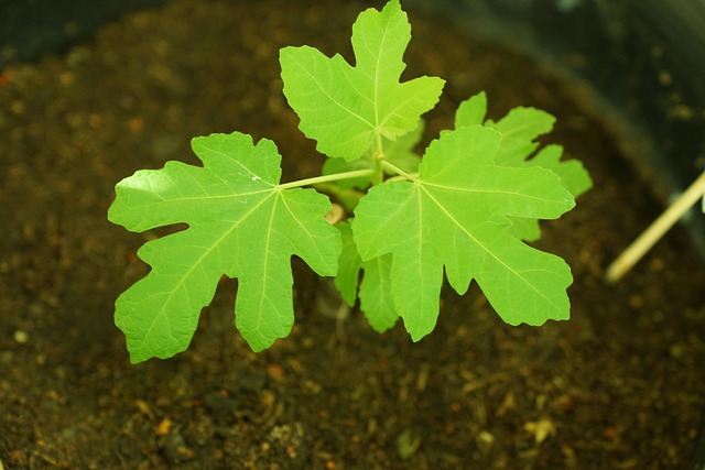 fig tree pruning vase shape