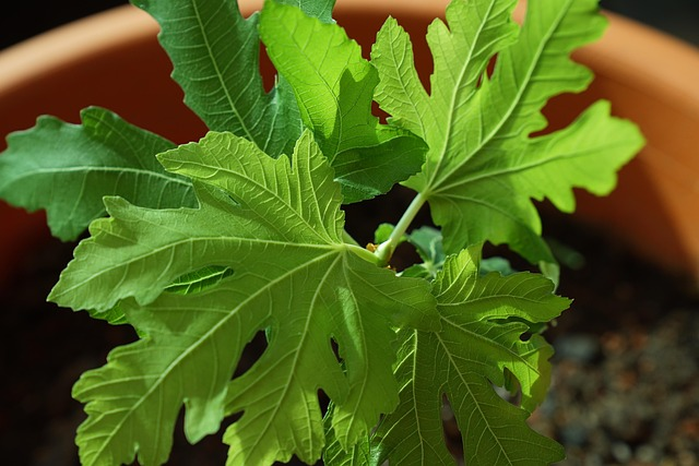 potted fig tree sunny balcony